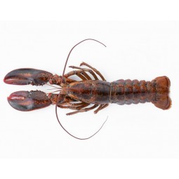 Lobster (Us/Canada) 400-600 GR