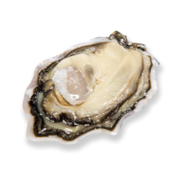 Oyster Geay Huitres Speciales / French Box N3 (12 PCS)