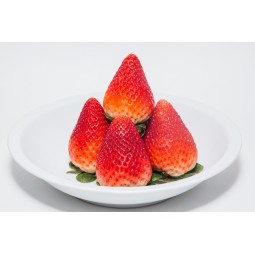 Tochiotome Strawberry / Tray