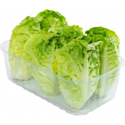 Lettuce Sucrine From France (6PCS/PCKT)