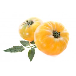 Pineapple Tomatoes / 500g