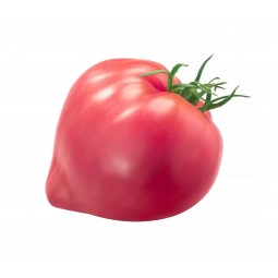 Beef Heart Tomato (Open Soil ) / KG