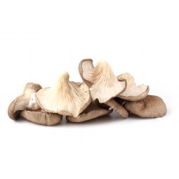 Mushroom - Oyster Grey Fresh +/- 250G