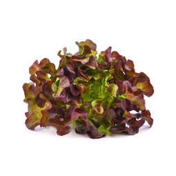 Salad - Red Oak Salad / Pack