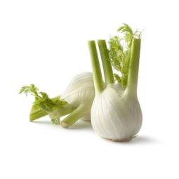 Fennel