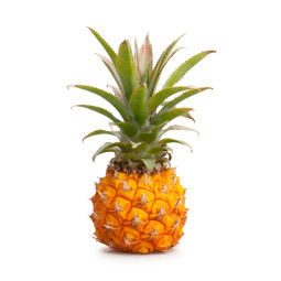 Baby Pineapple / KG