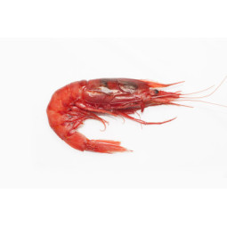 Gambero Rosso Prawns 18/20 XXL