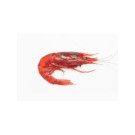 Gambero Rosso Prawns 18/20 XXL
