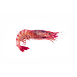 Gambero Rosso Prawns 27/30 XL