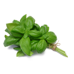 Herb Basil